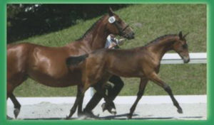 Pferdezucht Reglauer in Starnberg Wangen 02 - www.reiterhof-reitstall-muenchen.de