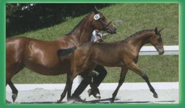 Pferdezucht Reglauer in Starnberg Wangen 02 - www.reiterhof-reitstall-muenchen.de