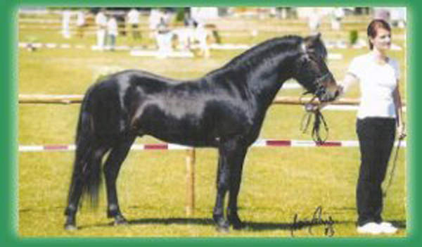 Pferdezucht Reglauer in Starnberg Wangen 03 - www.reiterhof-reitstall-muenchen.de