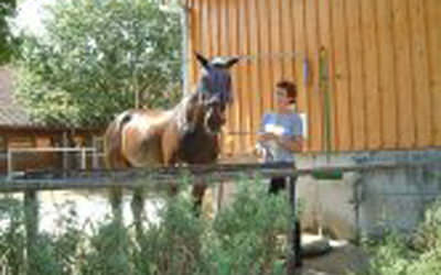 Beste Bedigungen im Reiterhof Reglauer für Ihr Pferd - www.reiterhof-reitstall-muenchen.de