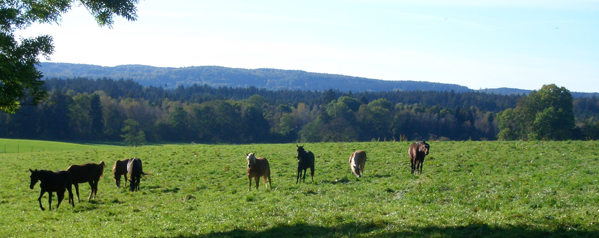 Beste Möglichkeiten in schöner Natur bietet der Reiterhof Reglauer in Wangen bei Starnberg - www.reiterhof-reitstall-muenchen.de