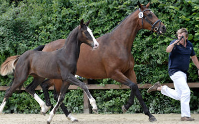 Pferdezucht Reglauer in Starnberg OT Wangen - www.reiterhof-reitstall-muenchen.de