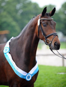 Erfolg für Pferdezüchter Jakob Reglauer aus Wangen - www.reiterhof-reitstall-muenchen.de